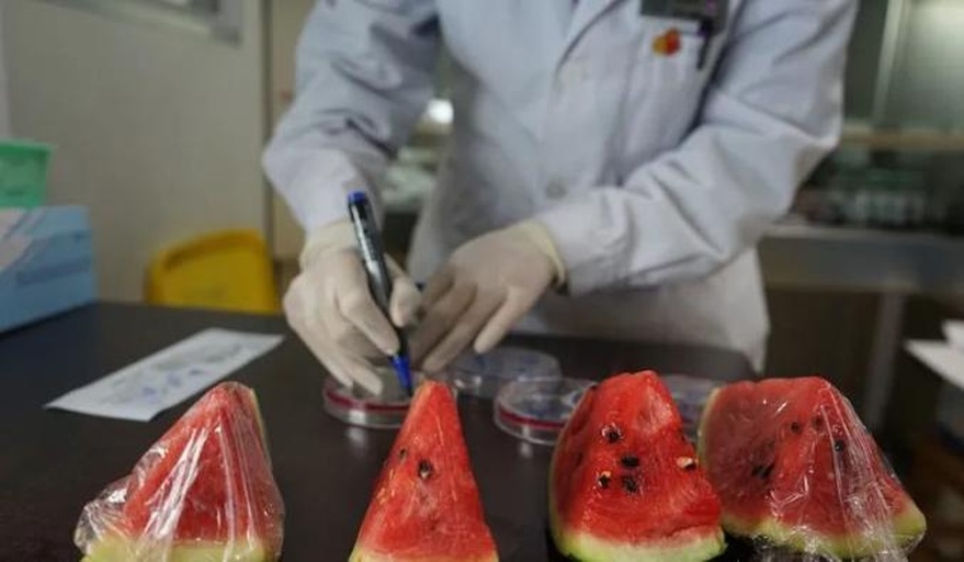 实验室研究人员正在显微镜下观察西瓜花粉细胞中的染色体行为