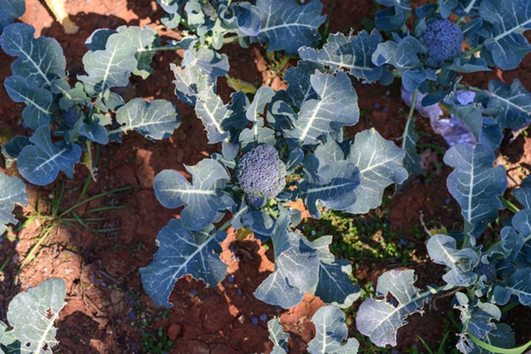 西兰花整体与局部特写