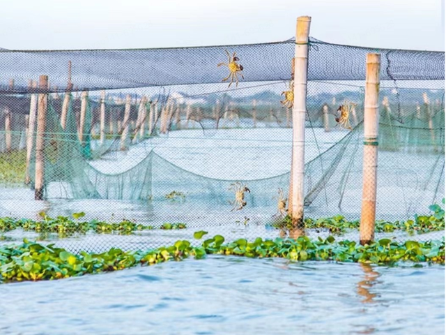 一幅展示现代生态捕捞方式的画面:一艘环保型渔船在蔚蓝的远海航行,船员正从水中提起一个圆形蟹笼,笼内有多只活蹦乱跳的梭子蟹,水面倒映着蓝天白云,远处可见零星海鸟飞翔,体现人与自然和谐共处的理念 远海生态捕捞示意图