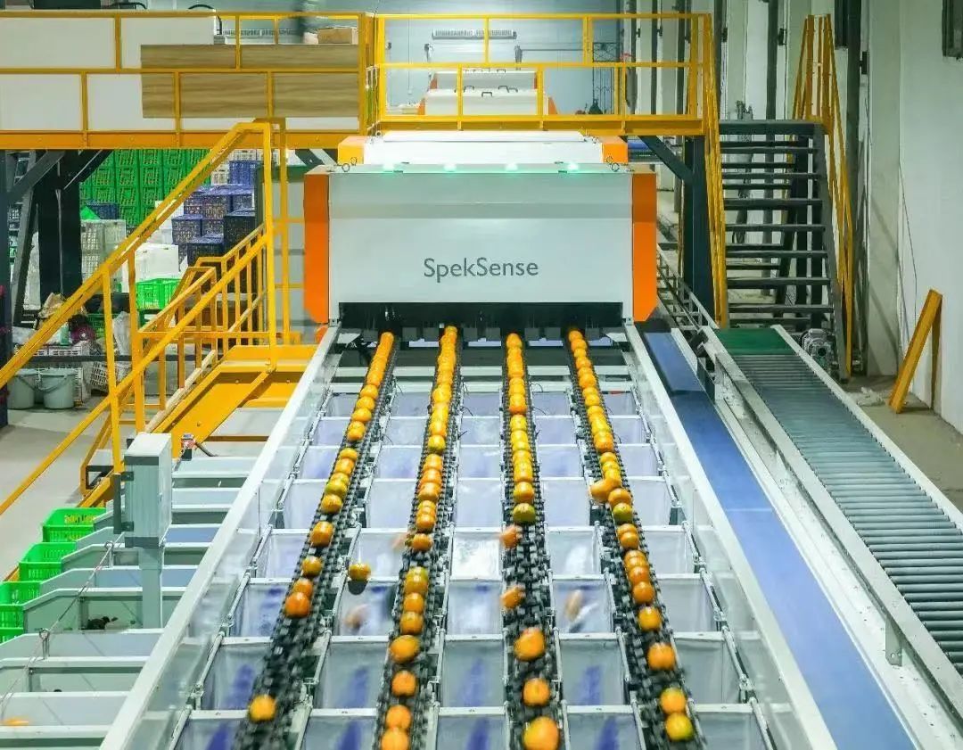 便携式小型柑桔分选机