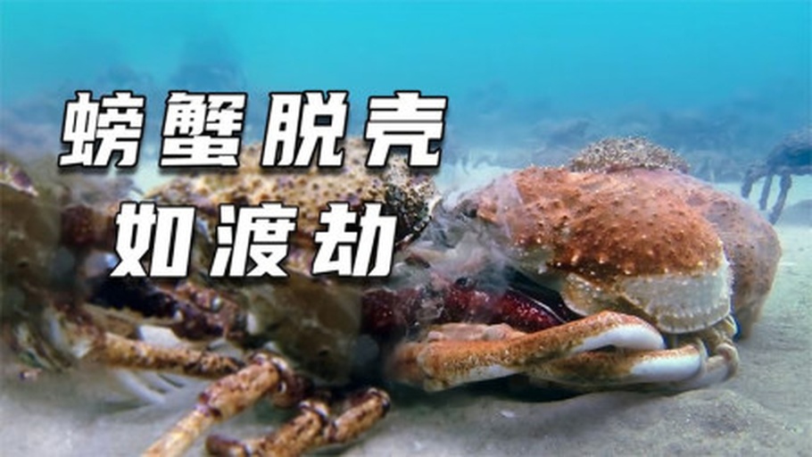 一张对比图展示大闸蟹蜕壳全过程:旧壳完整脱离,新蟹体柔软呈浅色,正从旧壳中缓缓爬出,背景为细沙底质和水草,旁边放置一枚完整的空壳 大闸蟹蜕壳过程示意图
