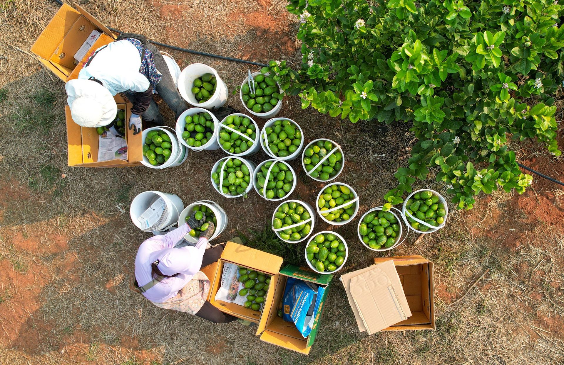 工人正在柠檬园中使用果剪进行规范采摘,左手托住果实,右手持剪精准剪断果柄,脚下放置带有软垫的采果箱,周围树木整齐排列,土壤覆盖有机 mulch 柠檬采收操作现场
