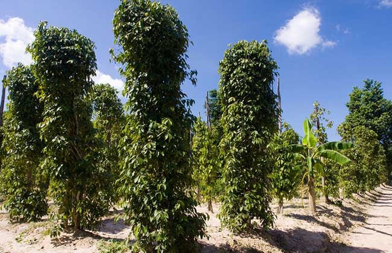 一株生长在湿润山坡上的野生山胡椒植株,枝条带刺,叶片为羽状复叶,果实呈红褐色小球状簇生,背景为茂密的亚热带森林环境,阳光透过树叶洒落,突出其原生态生长环境 野生山胡椒植株特写