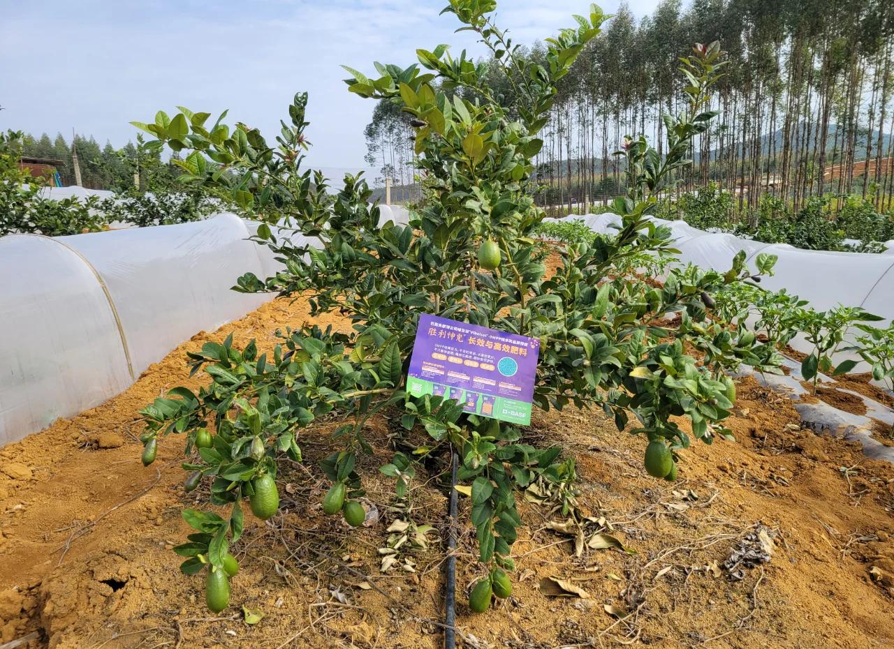 黄柠檬种植园实景图