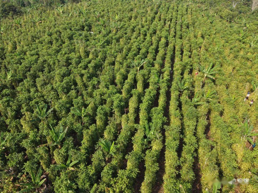 香蕉种植基地航拍图