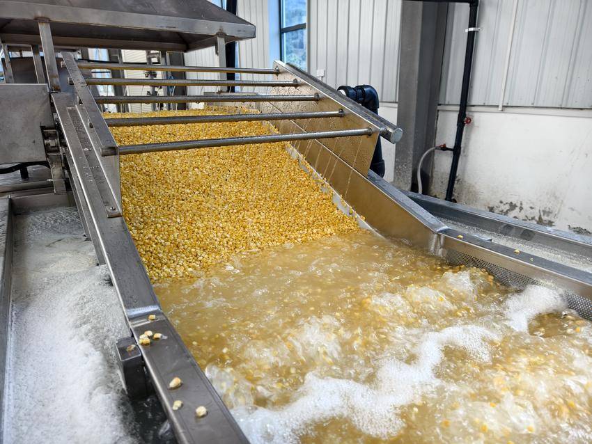 玉米冷冻前的处理过程