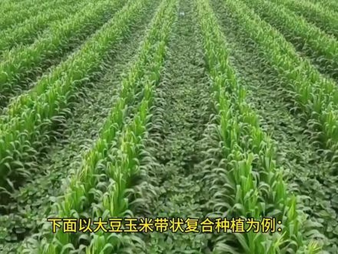 大豆玉米带状复合种植示范田