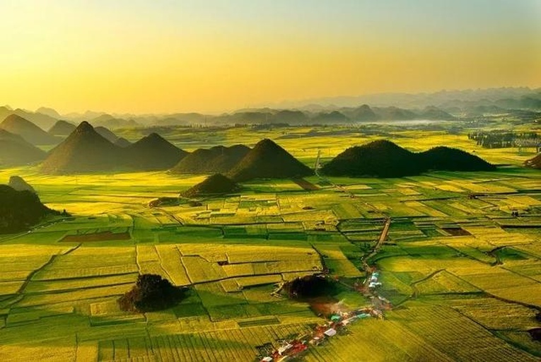 云南罗平县金鸡峰丛景区,2024年2月25日航拍实景:连片梯田式油菜花海,花色明黄饱和度达92%,背景为喀斯特锥形山体与晨雾,田埂呈放射状几何线条,可见采薹农户身着蓝布衫在花间作业 罗平金鸡峰丛万亩油菜花海航拍全景