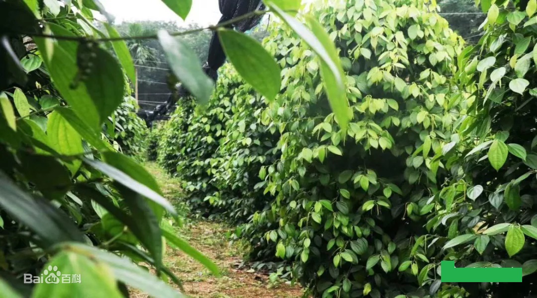 胡椒植株与不同加工阶段的胡椒果实