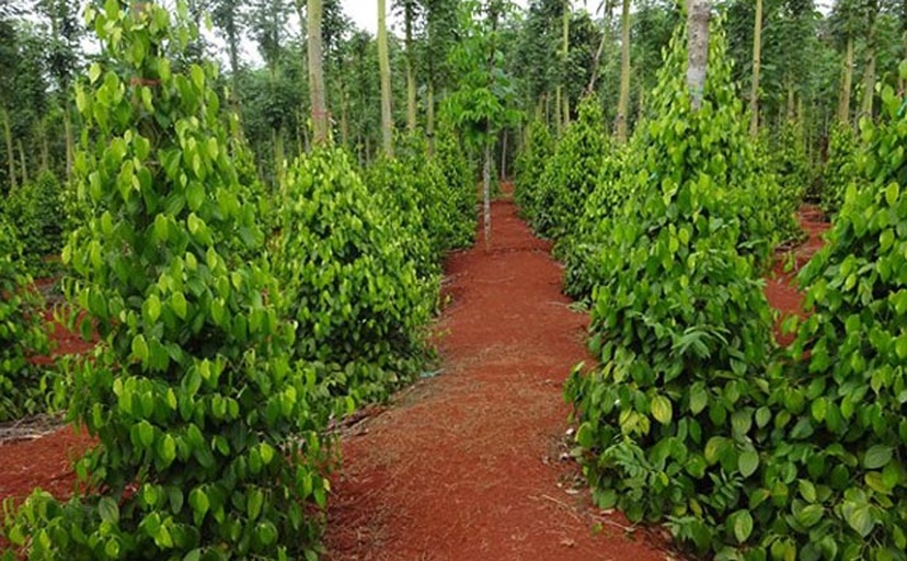 一株生长在林缘湿润地带的山胡椒树,高度约2-3米,树皮灰褐色,叶片椭圆形,互生,表面光滑有光泽,枝头悬挂着成簇的小型浆果,果实呈深紫色,接近成熟状态,背景为斑驳阳光下的阔叶林环境 山胡椒植株全景图