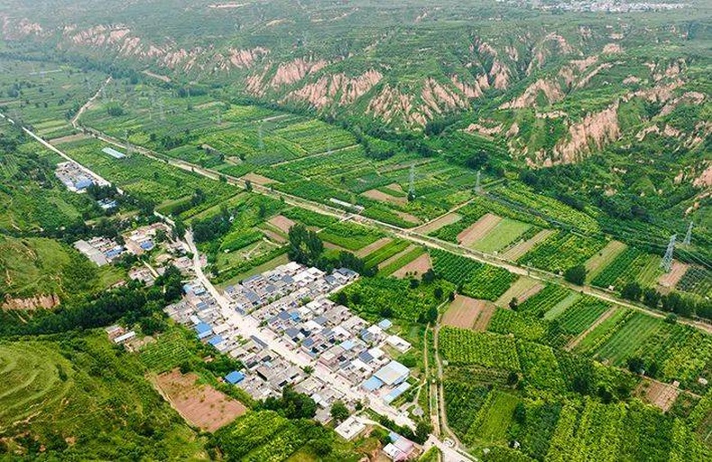 纪实航拍图:中国主产区生态种植场景,展现八角从枝头到餐桌的源头风貌,强调人与自然和谐共生的可持续农业实践 广西百色八角种植园航拍实景:连绵起伏的丘陵山坡上,成片深绿色八角树整齐分布,部分树冠挂有红褐色成熟果实,在阳光下泛出点点金斑;近景可见农民身着蓝布衣采摘,竹篓半满,画面充满生机与劳作温度
