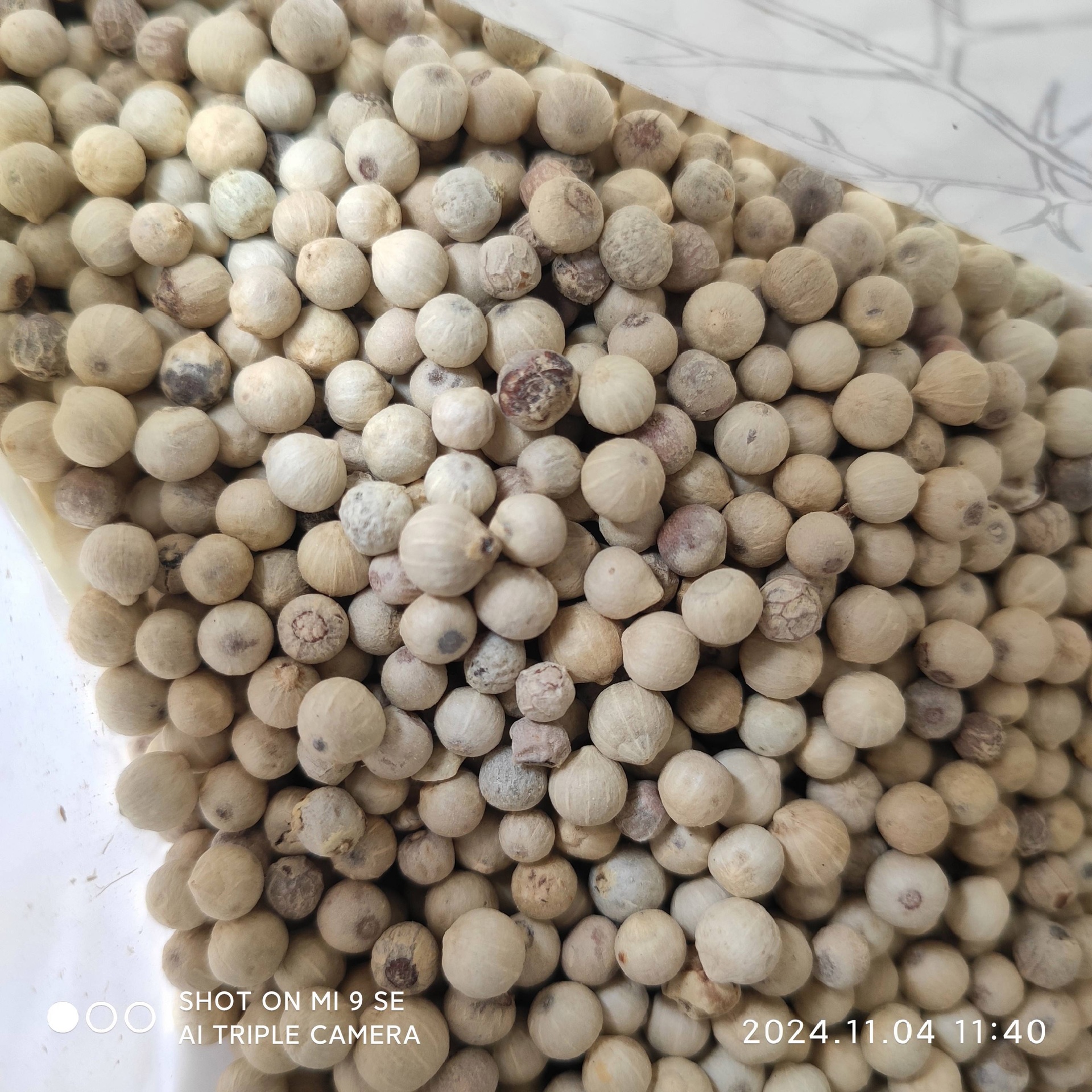 规范化白胡椒外用操作场景,强调无菌手套、精准计量、限时接触及靶向皮损定位,体现农产品药材临床转化的严谨性 白胡椒外用操作示意图:戴一次性手套的手持棉签蘸取淡黄色白胡椒乙醇溶液,精准点涂于手指侧缘环形鳞屑皮损区,背景为医用不锈钢托盘与计时器显示'00:05'