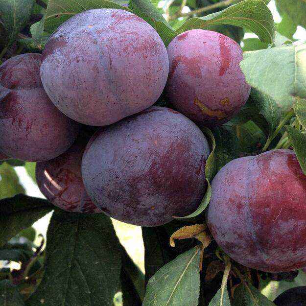 李子果实特写，展示完整带皮的李子，果皮呈深紫色，表面有轻微蜡质光泽，背景为自然果园环境