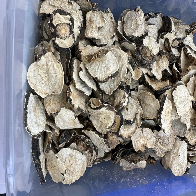 科研人员在实验室分析黑木耳样本
