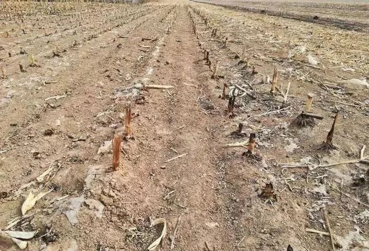 高水分玉米田间收获场景