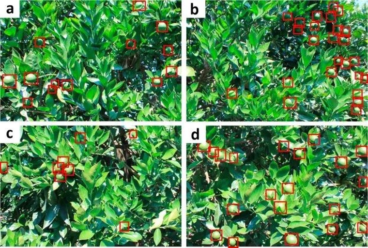 粑粑柑糖度检测操作示意图