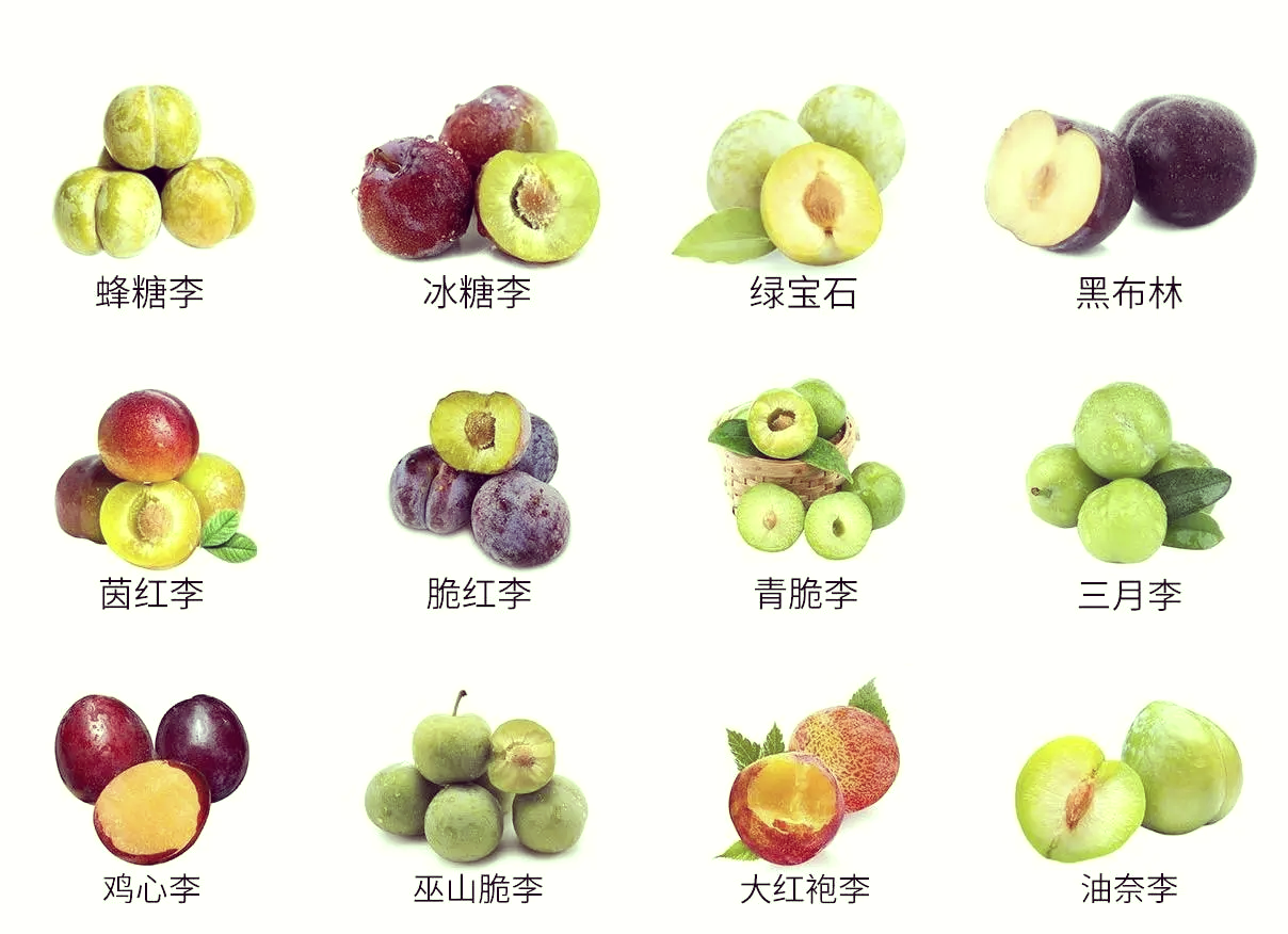 一张拼贴式图片展示六种不同的李子:左侧为中国红心李,中间为黄肉李和青翠李,右侧为三种黑布林李子(深紫、近黑、带红晕),下方标注各品种名称,背景为木质托盘和麻布 李子品种对比图