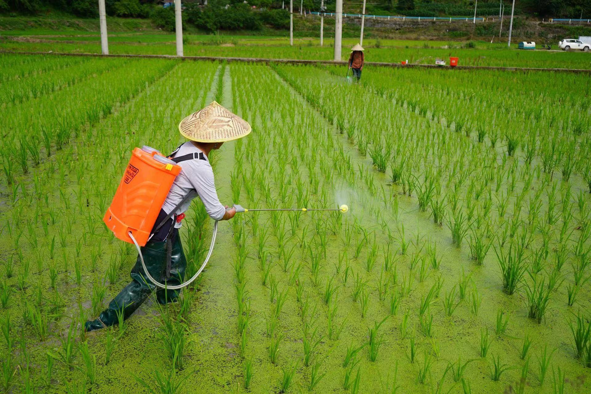 农民在稻田中背负喷雾器进行除草作业