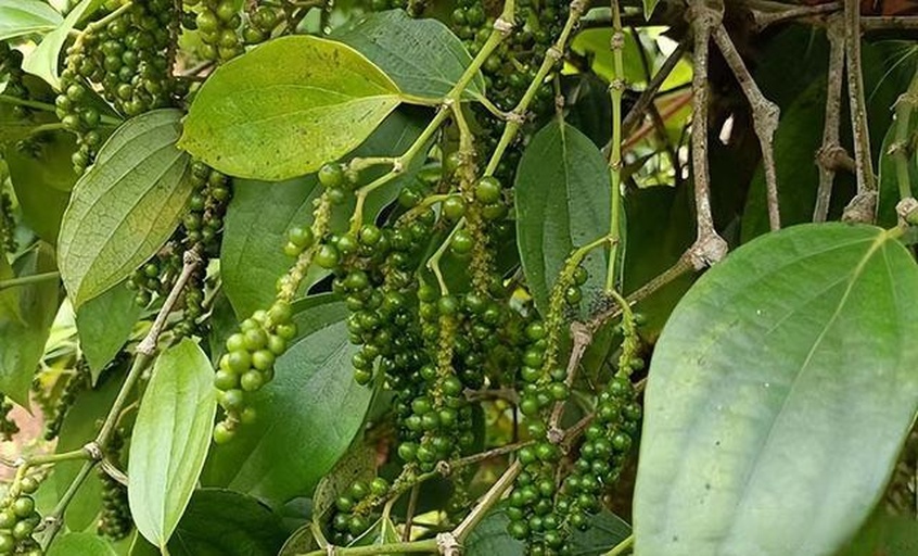 实验室显微镜下观察胡椒碱晶体结构示意图