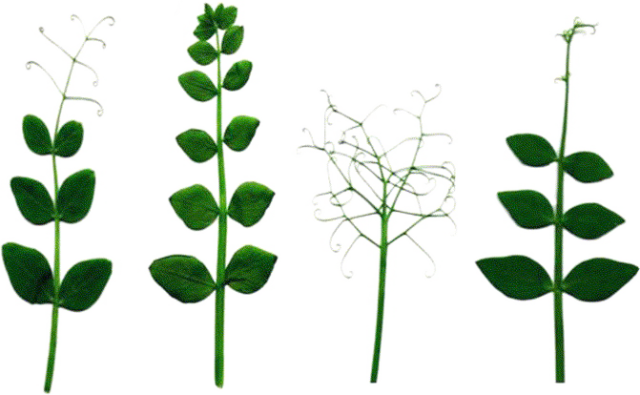 黄瓜与豌豆卷须对比图