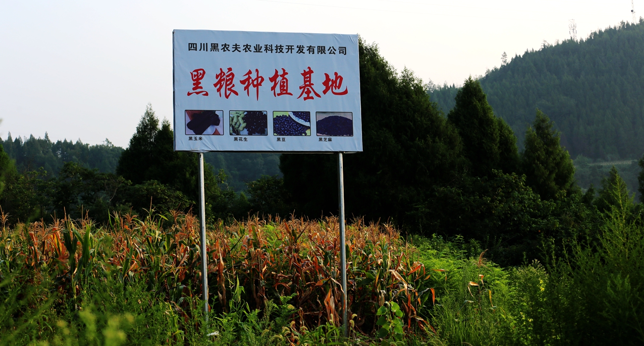 黑玉米种植基地实景图