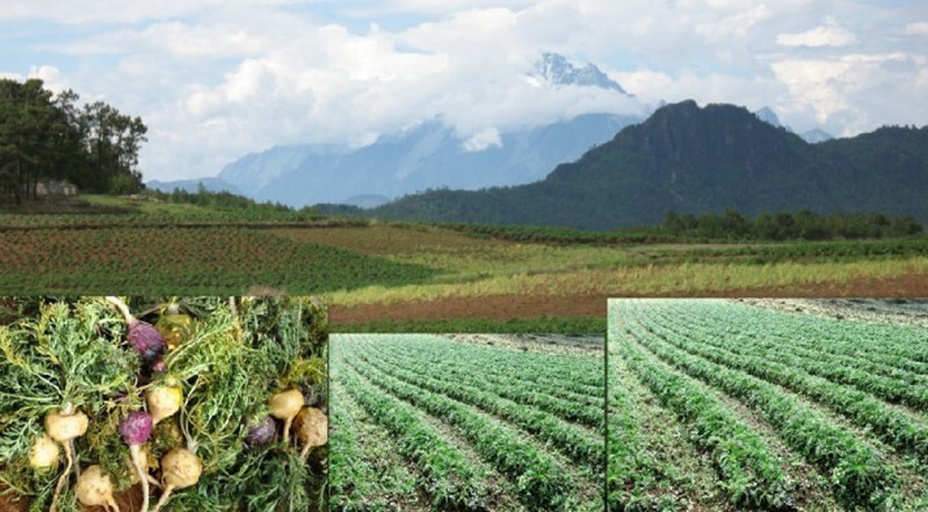 秘鲁安第斯山脉黑玛卡种植基地航拍全景