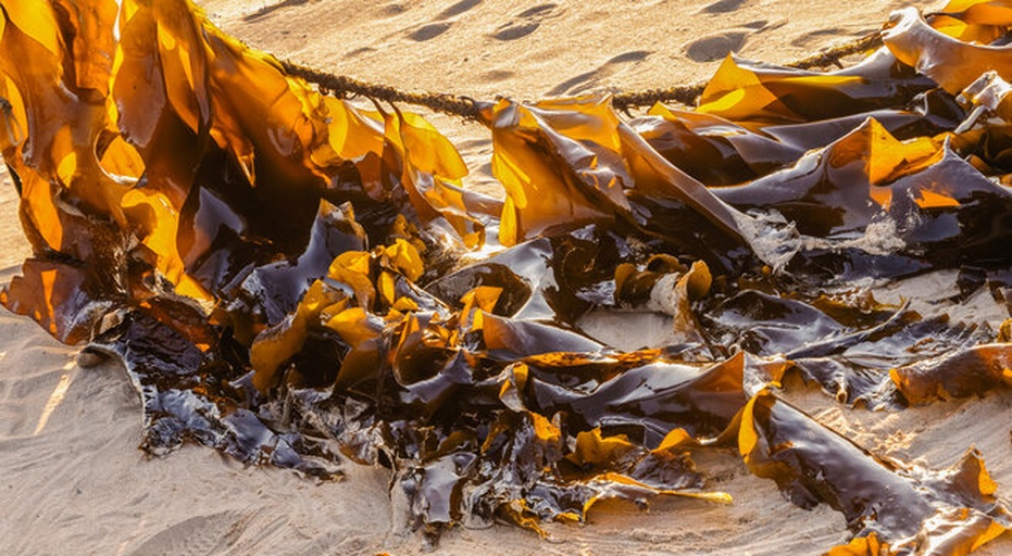 海带在沙滩上随波浪冲刷堆积的场景