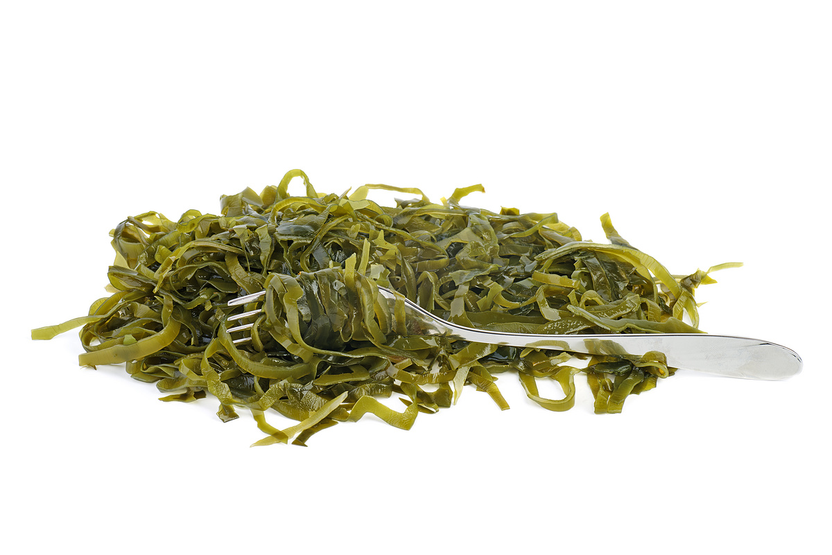 干海带正常状态展示