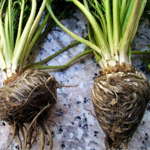 三组对比图：左为油菜（莲座矮生、宽柄厚叶）、中为芥蓝幼苗（叶柄略圆、叶缘微锯齿、叶色更深）、右为油麦菜（直立单生、细长叶片、无明显叶柄）