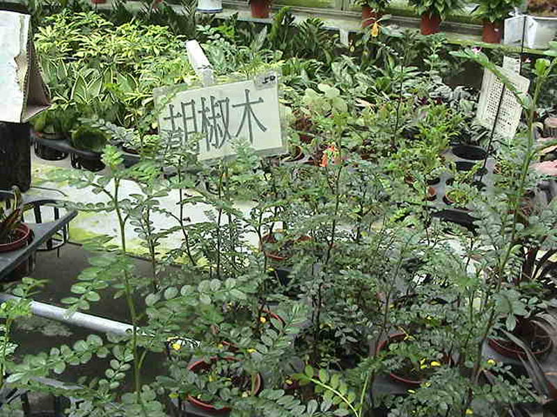 室内盆栽胡椒树场景图