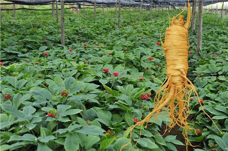 春日人参田风光