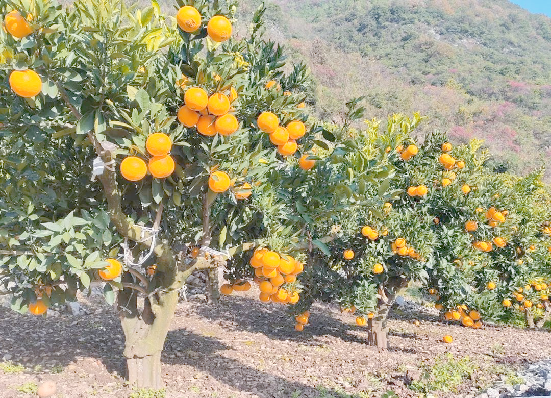 橙子果园种植实景图