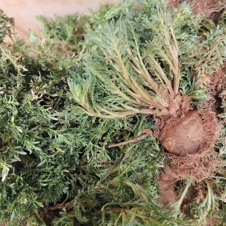 野菊花植株图
