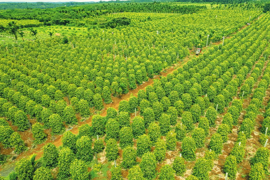 儋州胡椒种植园航拍图