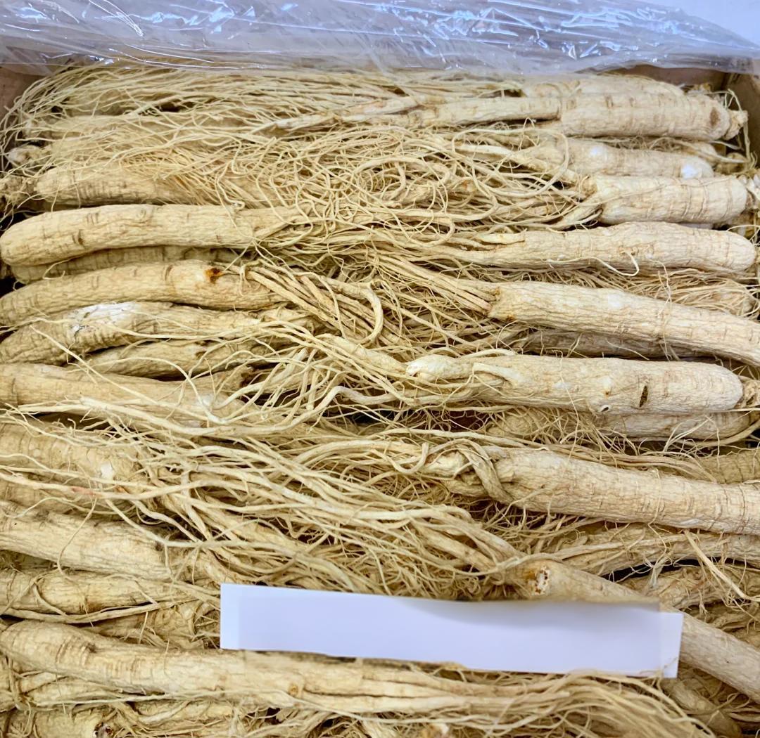 一株完整的干制人参,主根粗壮,须根清晰可见,表面呈淡黄色至浅棕色,有明显的横向环纹和纵向皱纹,顶部有芦头,整体形态完整,摆放于木质背景上 人参特写