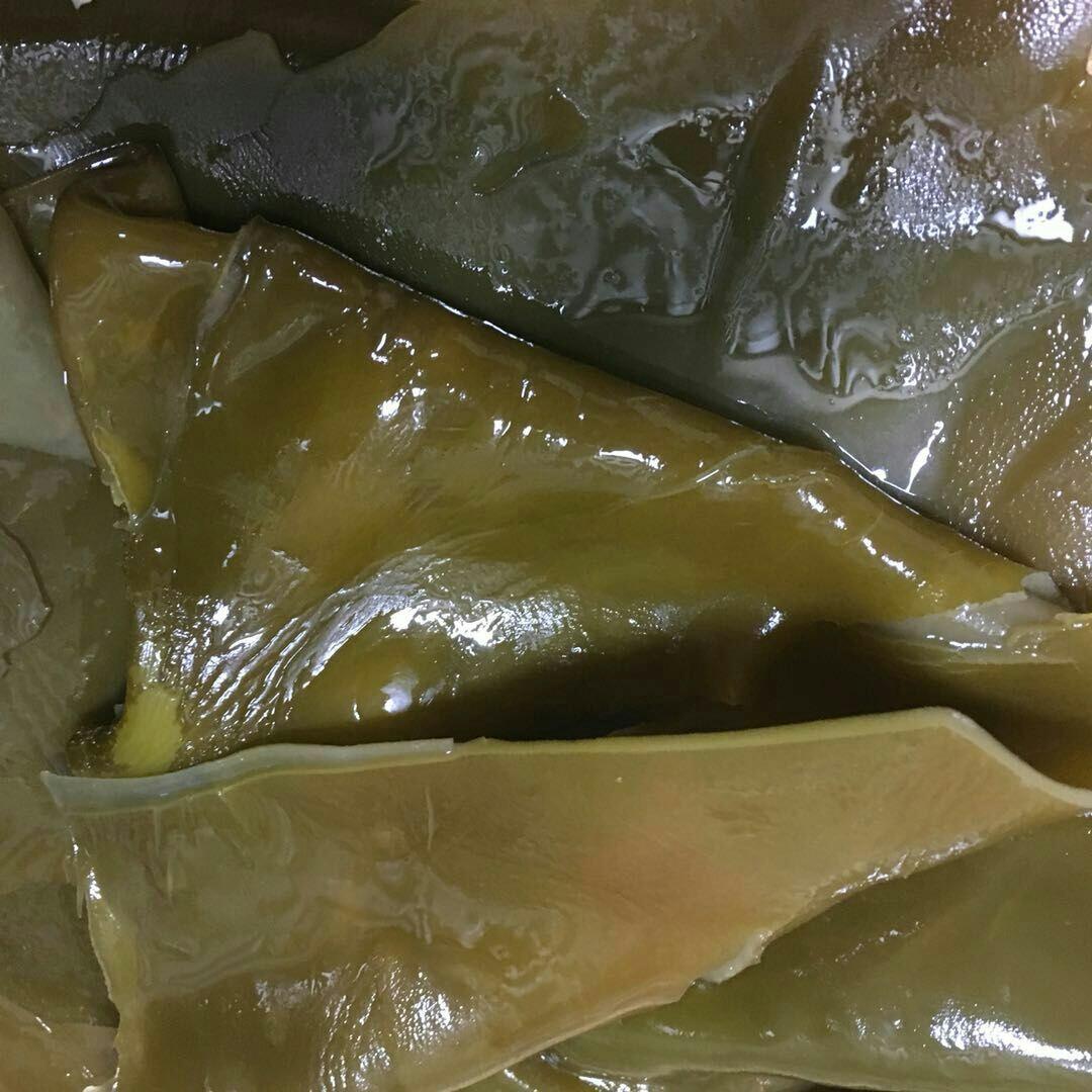 一张显微镜下的海带表面图像,显示其孢子囊群呈簇状分布,周围有细丝状胶质结构,整体呈现出毛茸茸的纹理,背景为深色海水环境 海带表面显微结构示意图