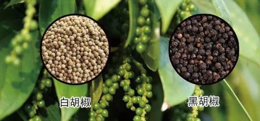 黑胡椒与白胡椒的对比图