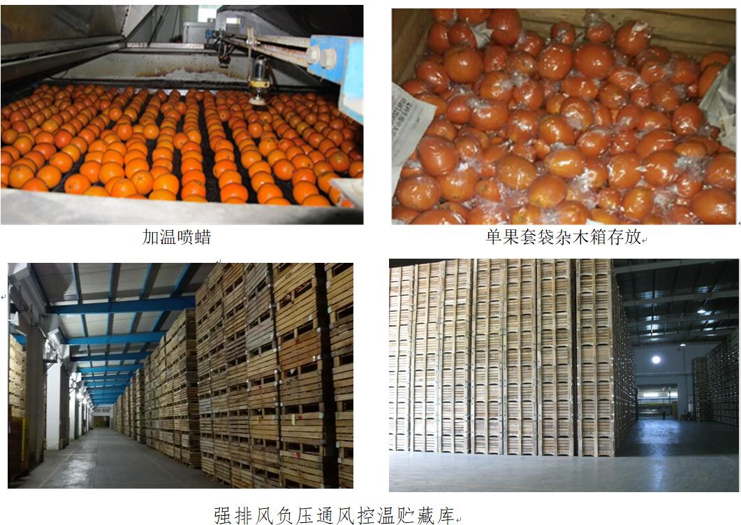 一个现代化柑橘冷藏库内部场景,多个标准塑料筐整齐码放,筐内装满表皮光滑、色泽橙黄的夏橙果实,冷气弥漫,墙上有温湿度监控仪显示当前环境参数,一名质检员正从筐中取出果实进行外观检查,体现规范化采后管理体系 现代化夏橙冷藏库内部景象,整齐堆放的塑料筐中装满新鲜夏橙,冷库墙壁有结霜现象,温湿度显示屏显示温度9.5℃、湿度87%,工作人员正在抽检果实质量