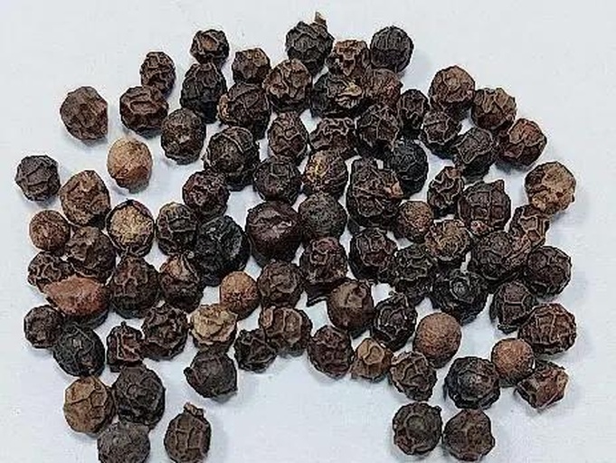晾晒中的兴隆大粒黑胡椒