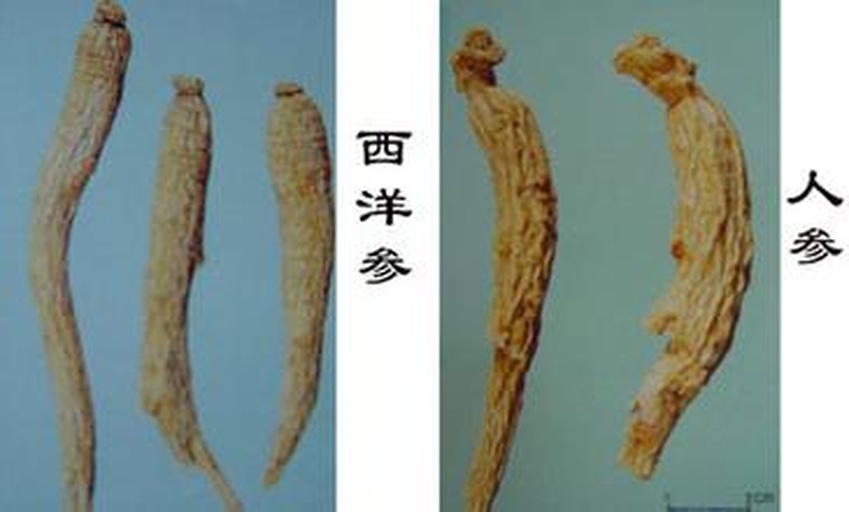 图示展示洋参与生晒参的外观、性味、功效对比,帮助读者直观理解两者的区别 洋参与生晒参对比图