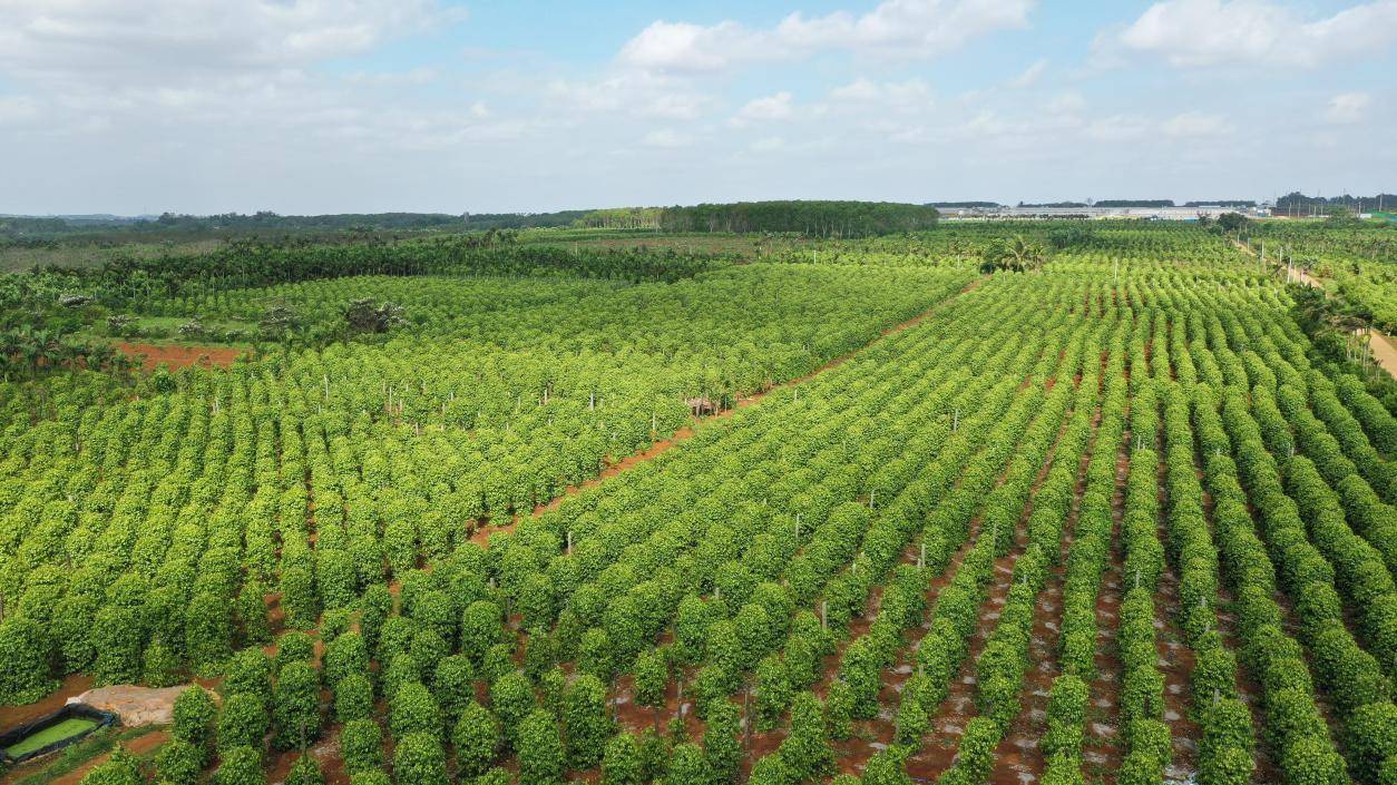 aerial view of a large-scale broad-leaf privet nursery, showing geometrically arranged planting beds, irrigation channels, greenhouse structures, access roads, and staff vehicles, early morning light casting soft shadows over the green fields 大叶女贞种苗基地全景航拍图