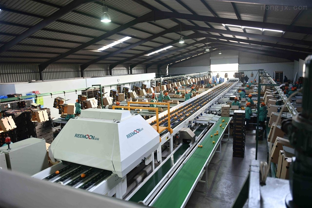 早金甜橙包装与销售场景