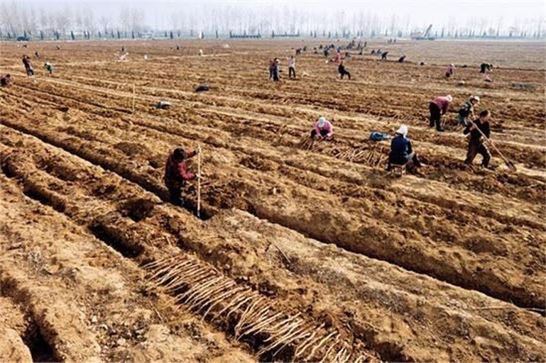 木茼蒿田间播种现场