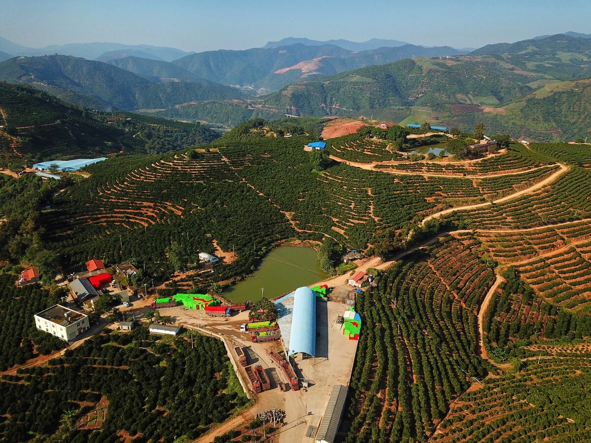 四川蒙顶山龙柏古树与生态茶园航拍图