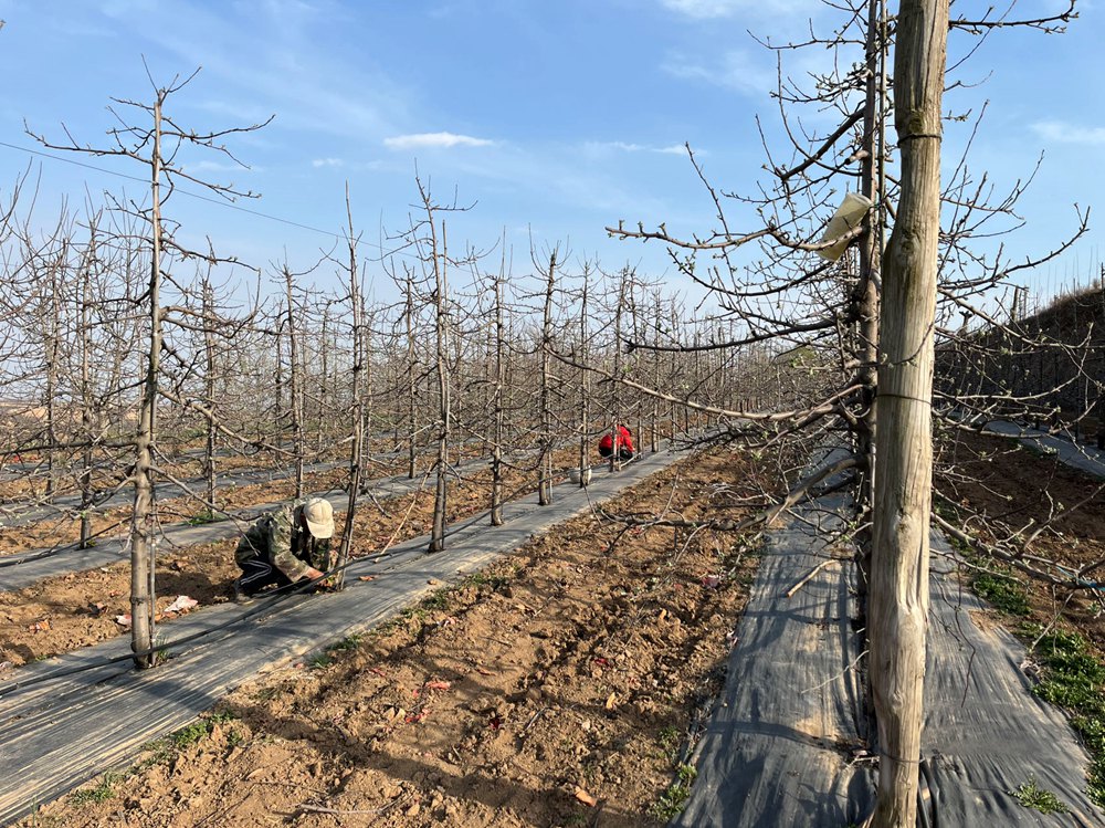 两名农民正在青枣果园中进行夏季修剪作业,一人使用修枝剪剪除徒长枝,另一人背负电动喷雾器喷洒农药,果树叶片浓绿,地面铺设黑色地膜,背景有滴灌管道 青枣夏季田间管理场景