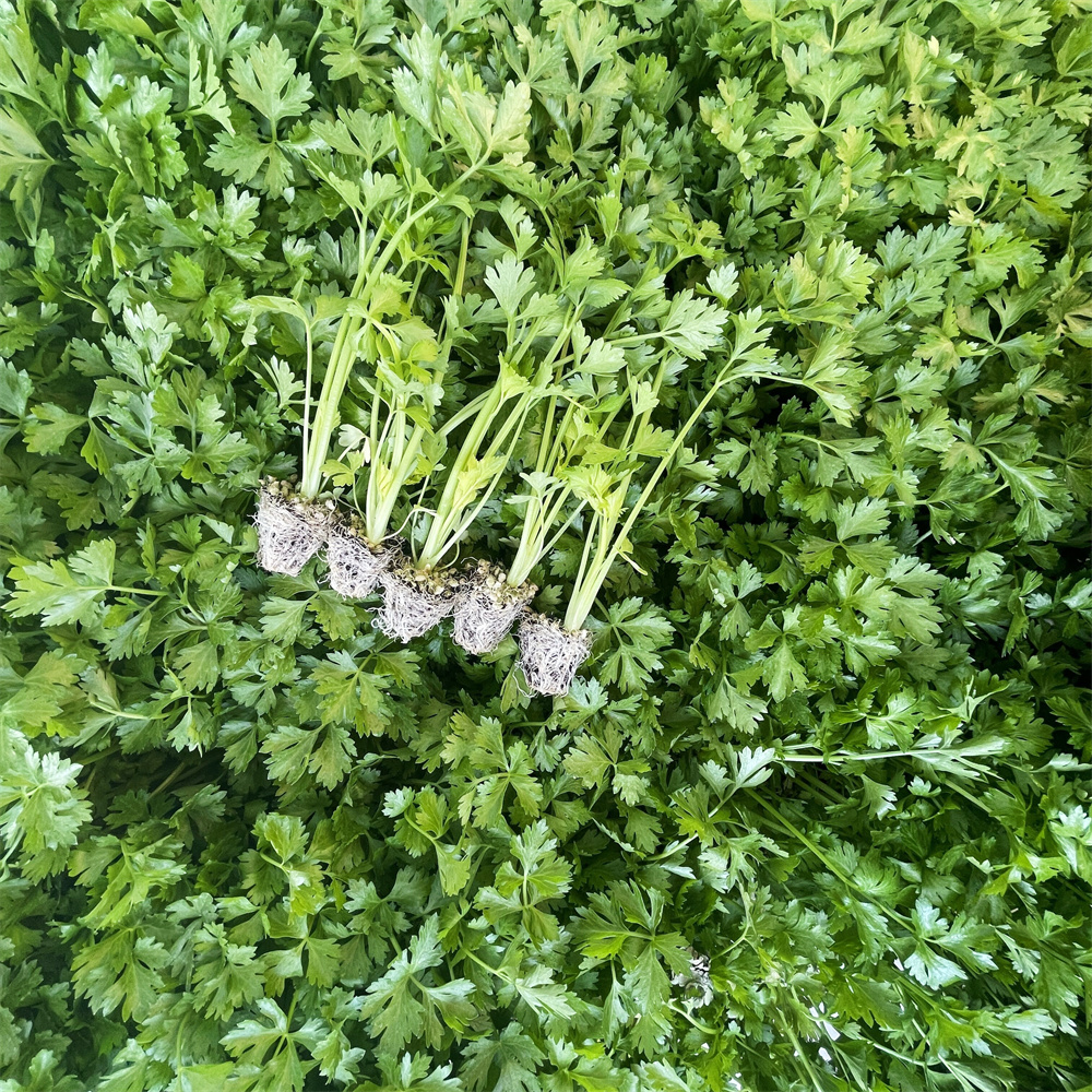 香菜与几种相似植物对比图