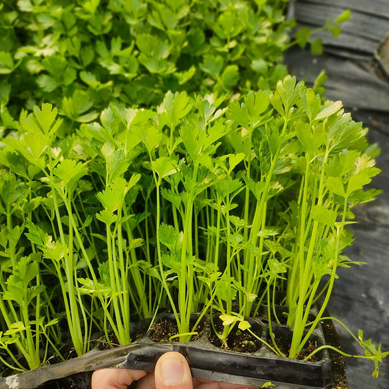 山芹菜育苗阶段