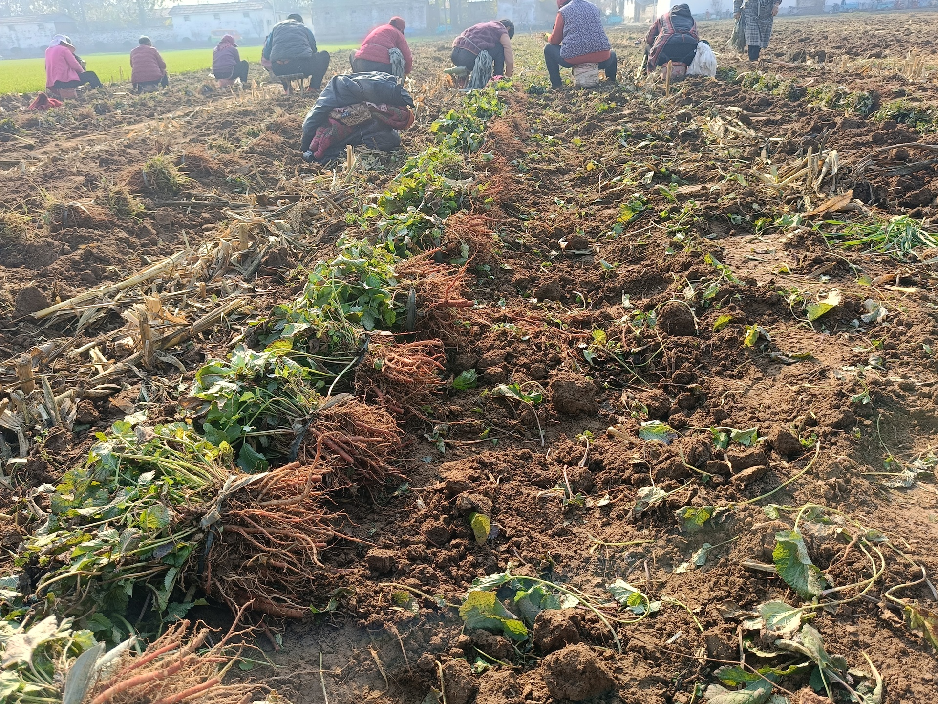 一名身穿劳动服的农民正蹲在田地中,双手握锄头小心挖掘泥土,一根粗壮笔直的铁棍山药已露出半截,表面带有垆土痕迹,周围散落着新鲜挖出的山药,背景为初冬田野景象 工人手工采挖温县铁棍山药过程