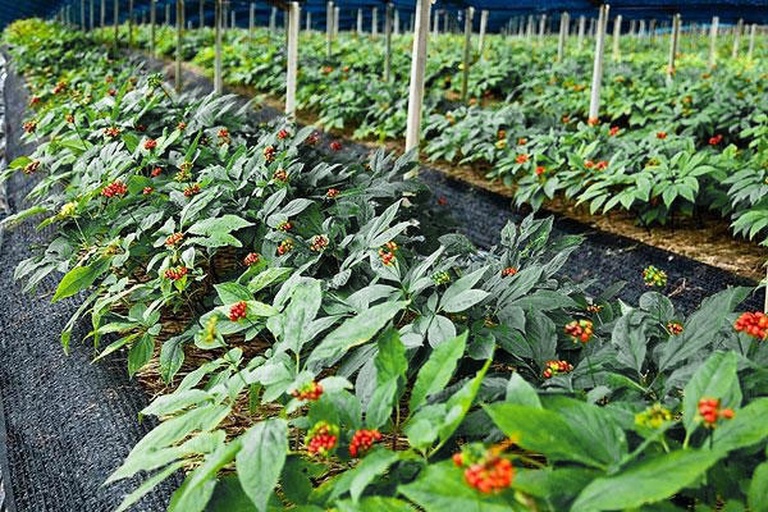 一片整齐的人参种植田,土壤疏松,部分人参已露出红褐色根部,旁边有测量标尺显示植株高度约30厘米,叶片呈掌状复叶,三至五年生人参典型田间生长状态 生晒参植株田间生长实景图