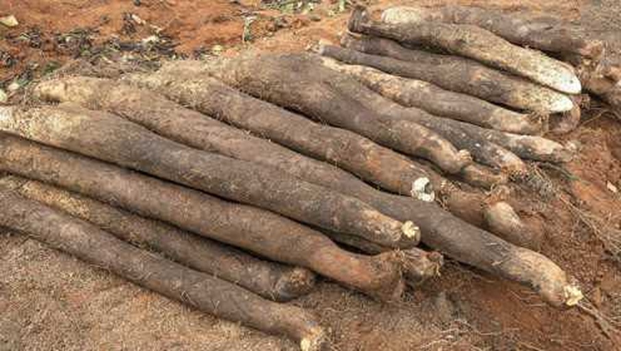 芋头收获现场图